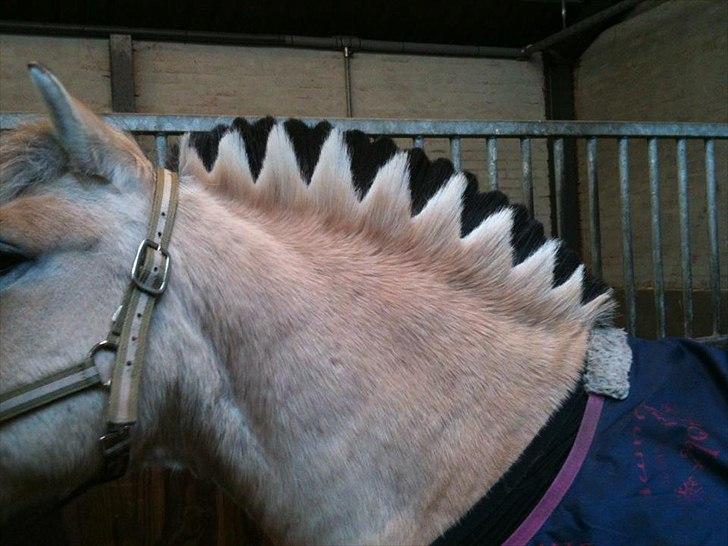 Fjordhest Karla - Sådan! Så er valentines-ponyen klar! :) billede 20