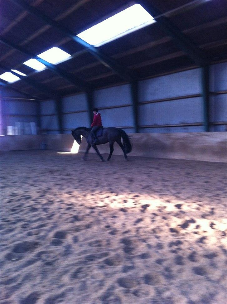 Holstener Medusa - Dressurtræning :) billede 2