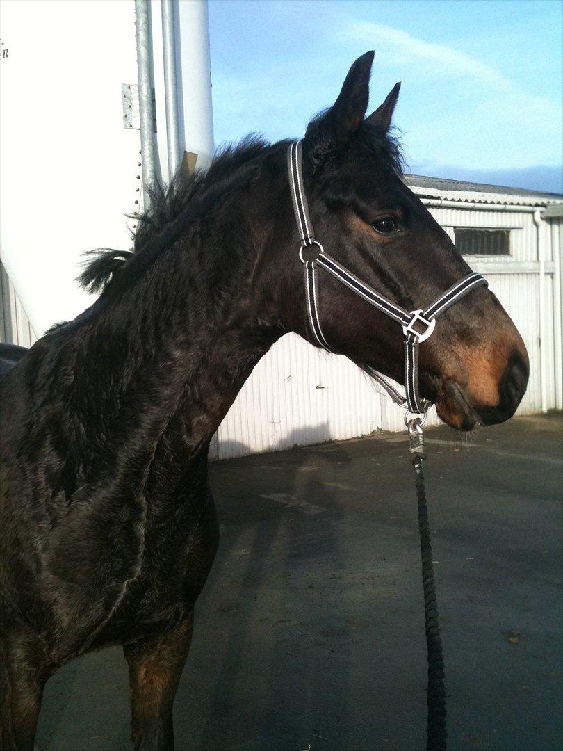 Holstener Medusa - Efter træning inden hun blev klippet :) billede 3