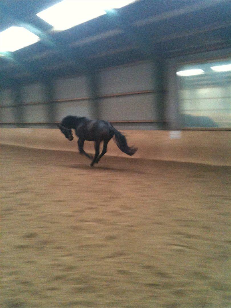 Holstener Medusa - Inden hun blev klippet.
Vildhest :D billede 4