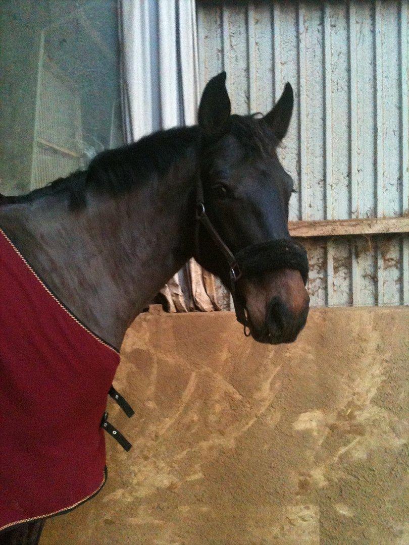 Holstener Medusa - Smukke! billede 5