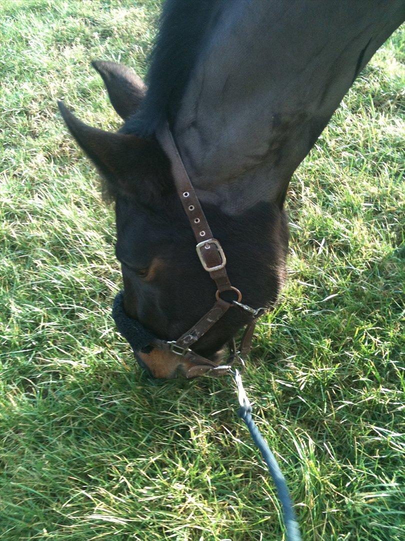 Holstener Medusa - Ude og græsse lidt :) billede 6