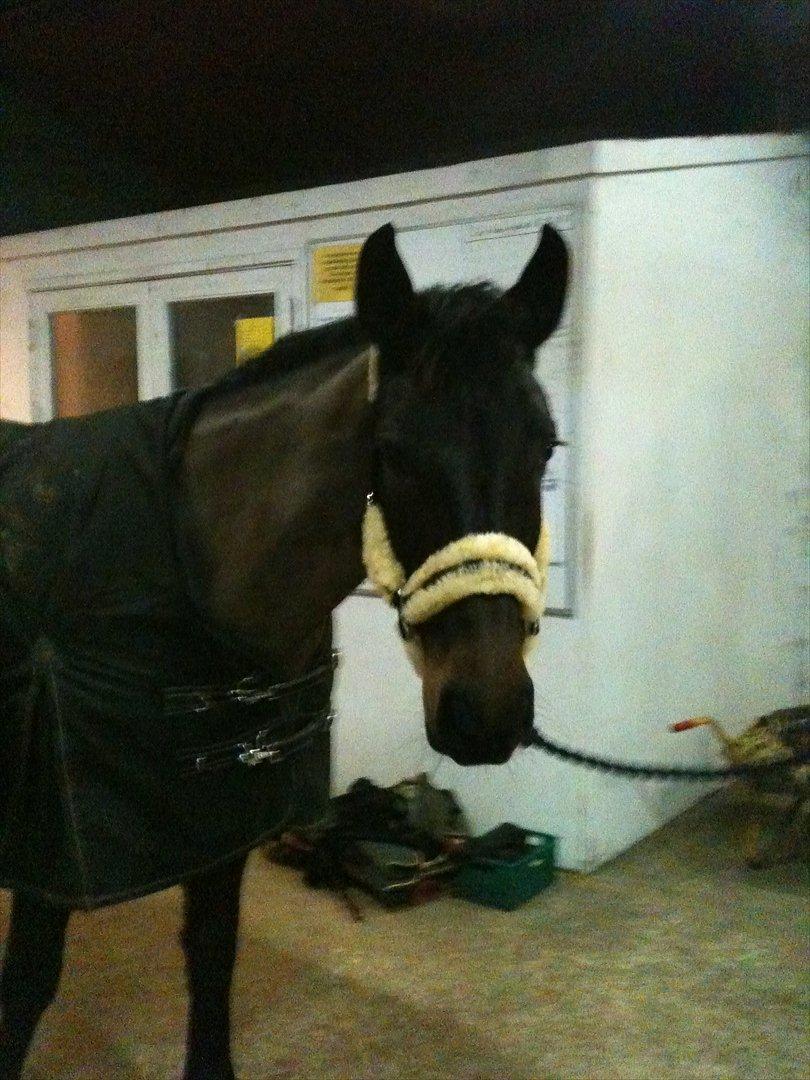 Holstener Medusa - Inde i stalden, skulle lige have et billede med hendes nye lammegrime :) billede 7