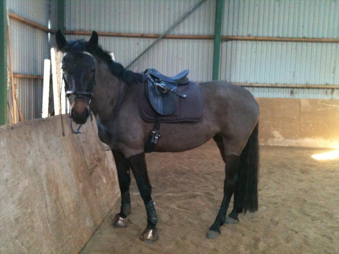 Holstener Medusa - Efter træning, træt hest :) billede 8