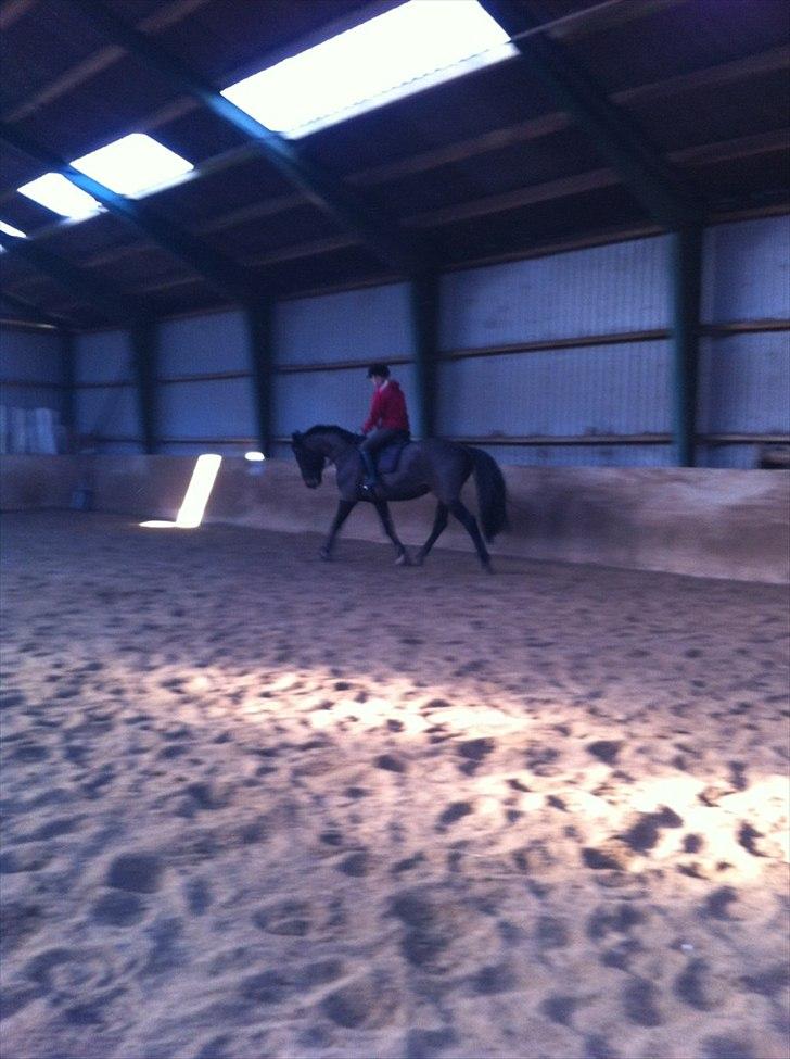 Holstener Medusa - Dressurtræning :) billede 9