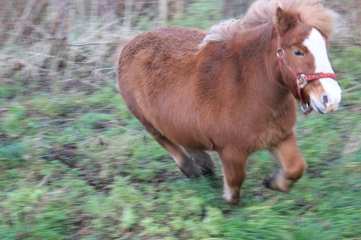 Anden særlig race Sippe. I'll never forget you<3. billede 20