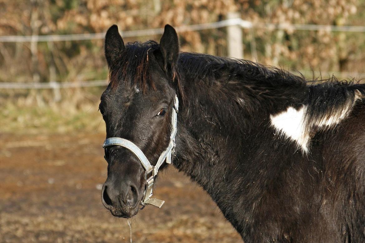 Tennessee Walker Joyful Mr. Forest Walker - Bushys smukke hoved. 15/2 2012. billede 3