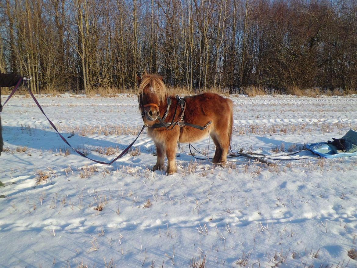 Shetlænder Bitten - Bitten for bobslæde for første gang  billede 1