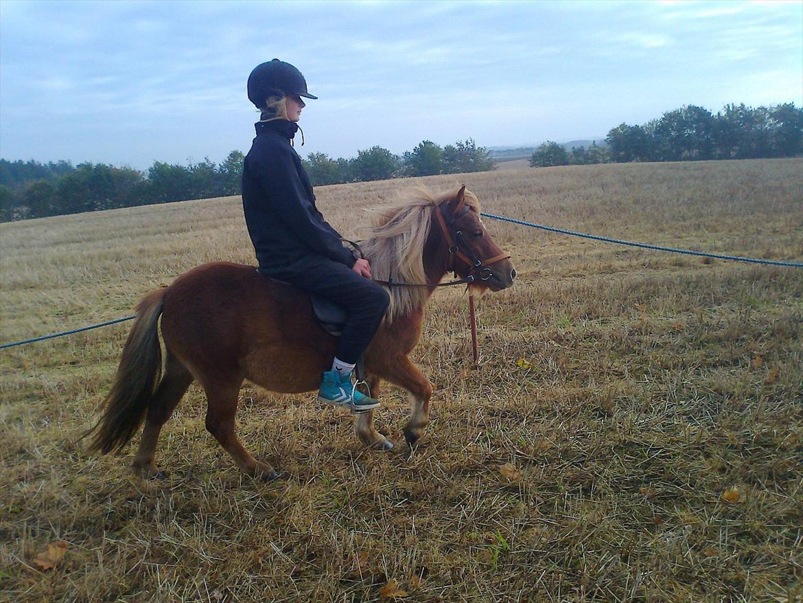 Shetlænder Bitten - Vi kan ikke ride så meget på hende fordi vi er "lidt" for store  billede 2