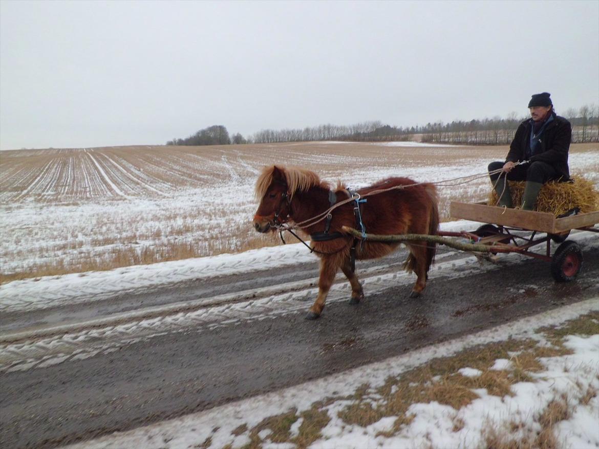 Shetlænder Bitten - Anden gang for en vogn  billede 3