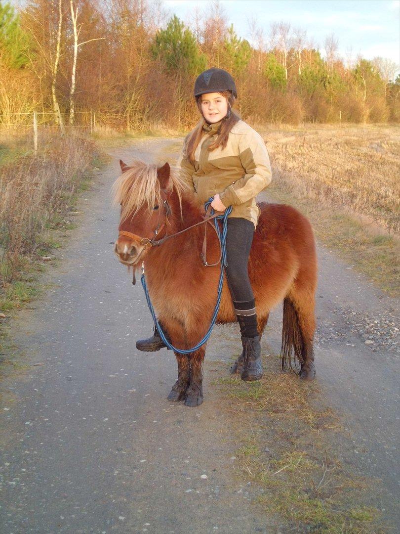 Shetlænder Bitten - En tur en gang i mellem elsker hun  billede 4