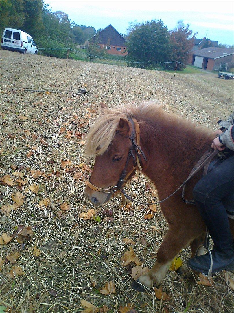 Shetlænder Bitten - Bitten  billede 5