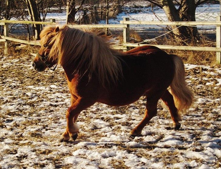 Shetlænder min øjesten Mancini<3 - Velkommen til Mancinis profil nyd ham:D billede 1