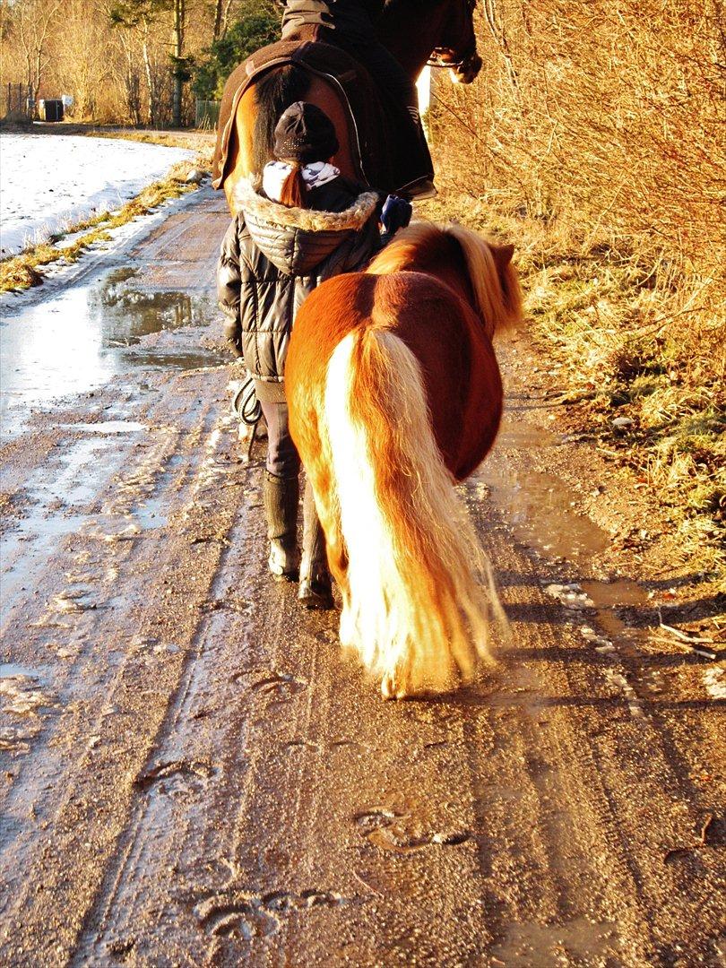 Shetlænder min øjesten Mancini<3 - 2~Ikke alle er perfekte men vi er perfekte for hinanden <3 billede 2