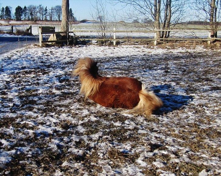 Shetlænder min øjesten Mancini<3 - 9~Rulle rulle <3 billede 9