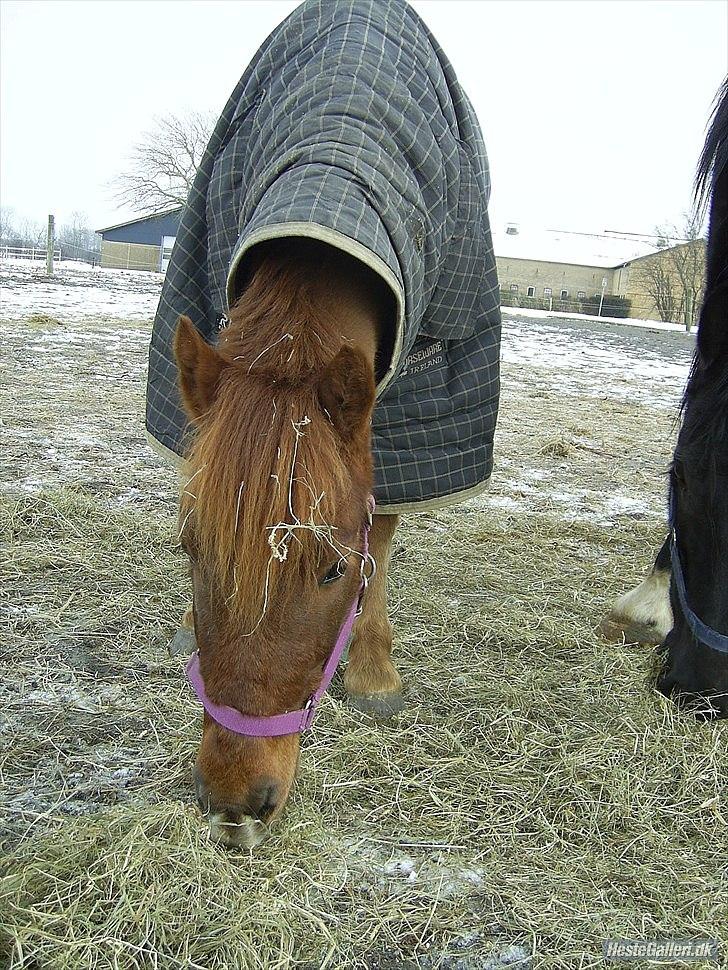 Anden særlig race Alvin [Trickspony] - Hø! <3 billede 7