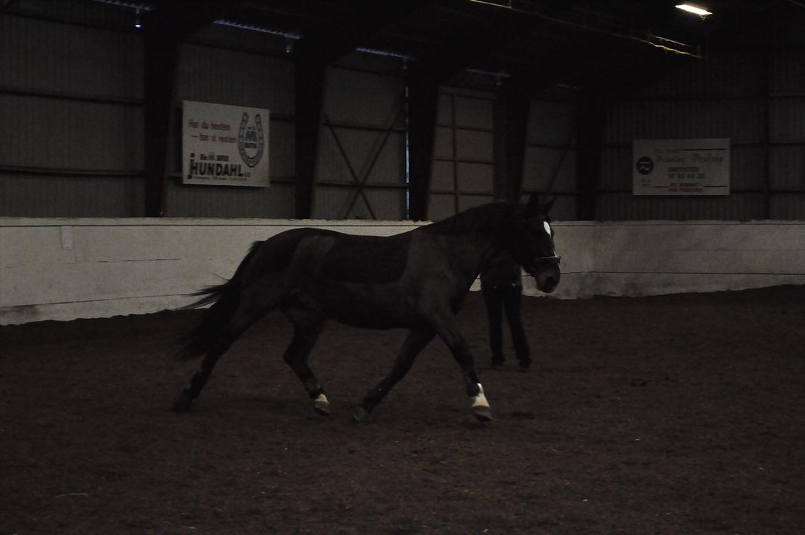 Oldenborg Cille May - Cille i Longe! billede 3