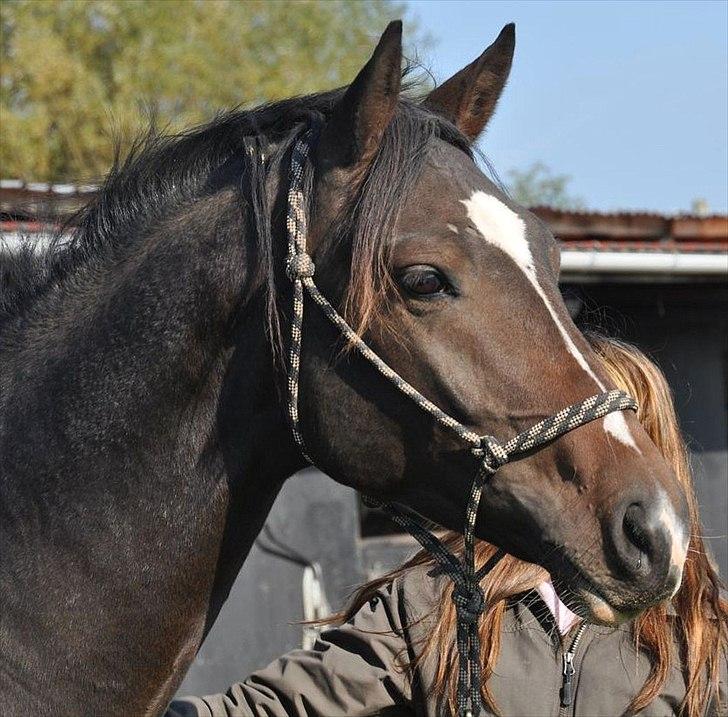 Dansk Varmblod Kronborgs Deco - HINGST - November 2010 billede 9