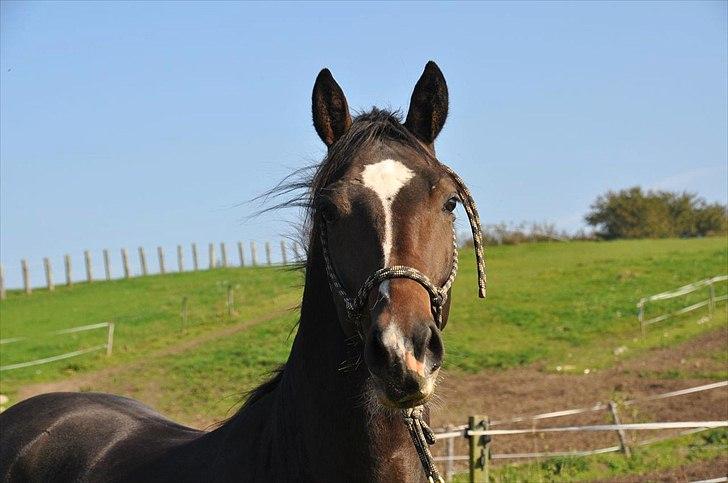 Dansk Varmblod Kronborgs Deco - HINGST - November 2010 billede 12