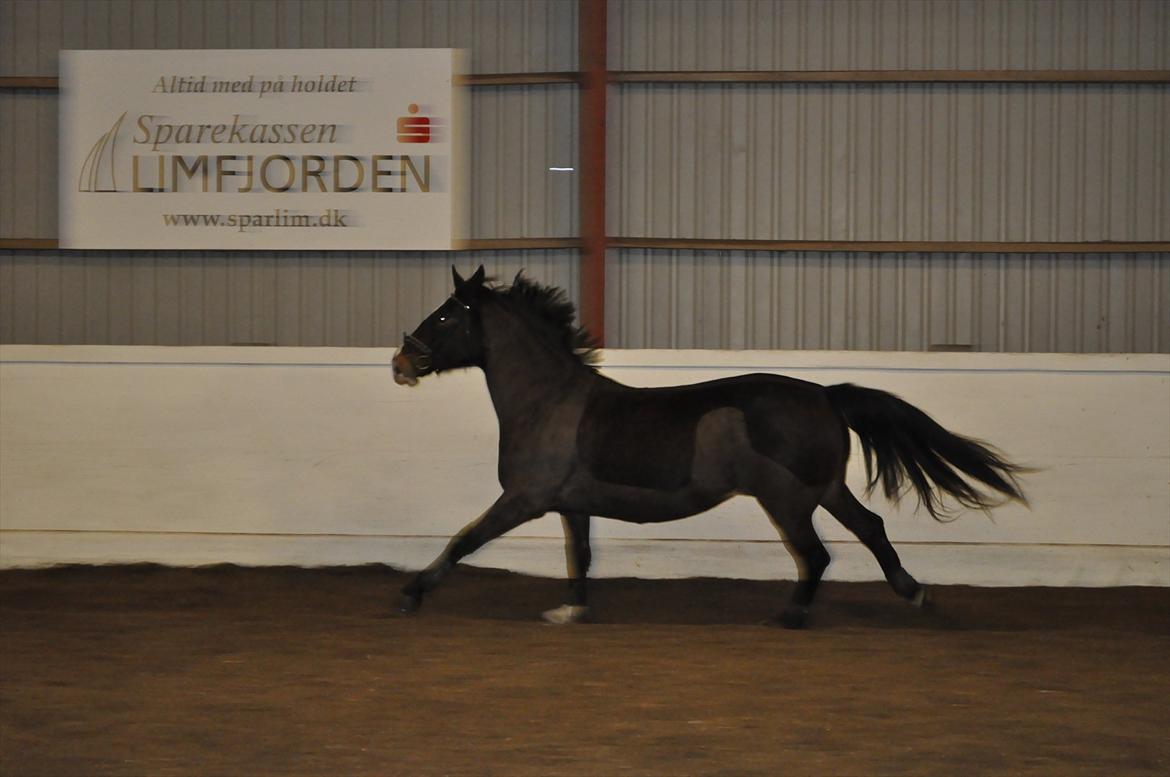 Oldenborg Cille May - Hyp hyp! 
Cille i fuldgalop! billede 8