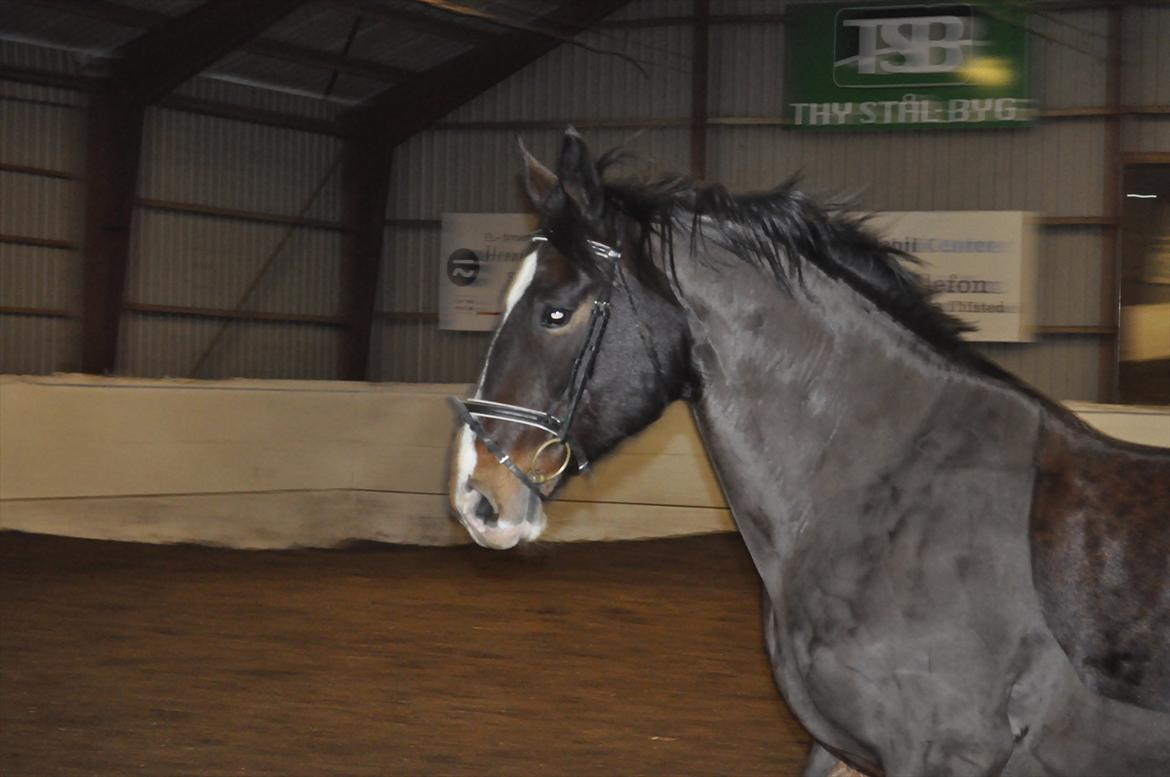 Oldenborg Cille May - Cilles søde hoved! <3 billede 10