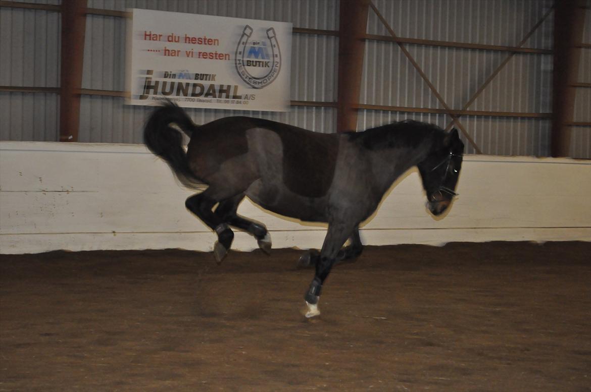 Oldenborg Cille May - Bukke bukke!  billede 11