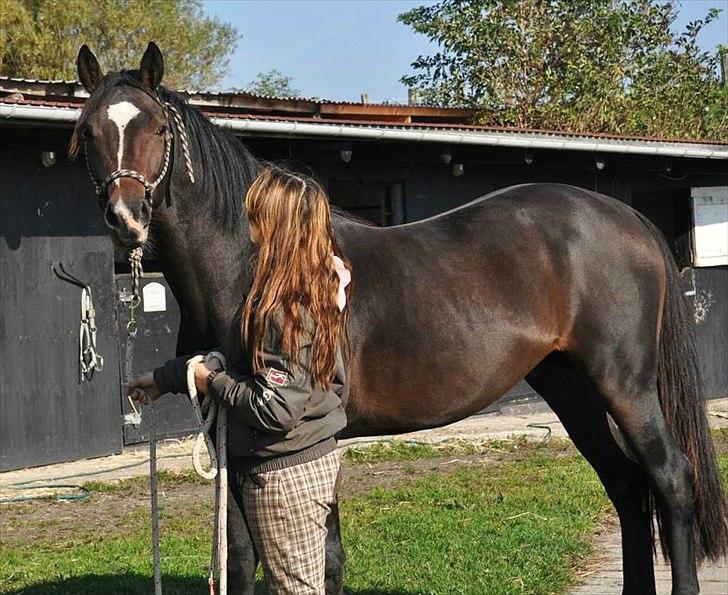 Dansk Varmblod Kronborgs Deco - HINGST billede 10