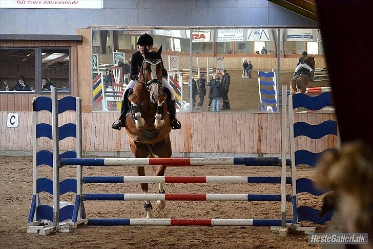 Hollandsk Varmblod Celtic Bü "solgt" - Hans første stævne. Arden d. 12/2 2012. LB - billed: Ostecrind! [*LSM&CNI*] . billede 1