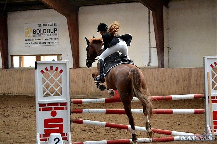 Hollandsk Varmblod Celtic Bü "solgt" - Hans første stævne. Arden d. 12/2 2012. LB - billed: Ostecrind! [*LSM&CNI*] . billede 19