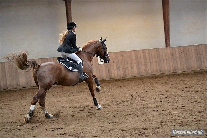 Hollandsk Varmblod Celtic Bü "solgt" - Hans første stævne. Arden d. 12/2 2012. LB - billed: Ostecrind! [*LSM&CNI*] . billede 20