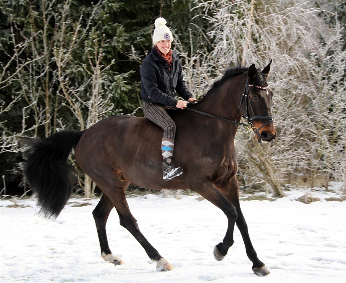 Holstener Corvette Imperial - My pony and me <3 billede 2