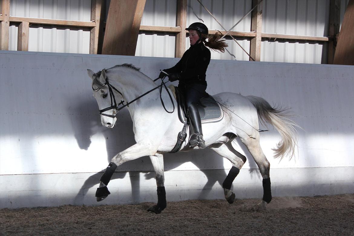 Svensk Varmblod Endorfin billede 11