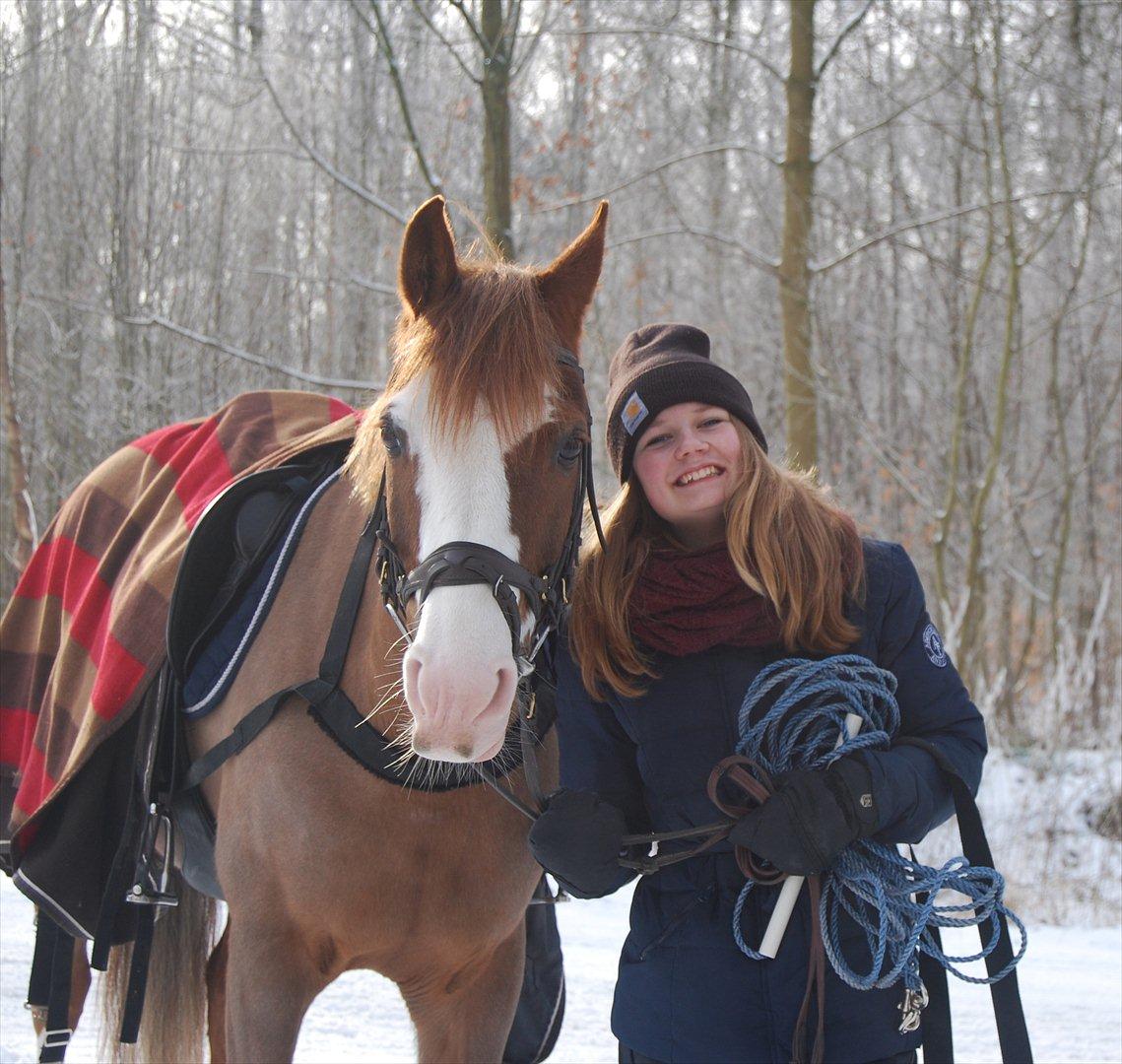 Welsh Partbred (Sec F) Rosengårdens Sodapop - heart - the strange muscle that a word can make throb
 billede 15