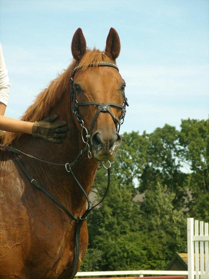 Trakehner Braveheart Graftebjerg billede 20