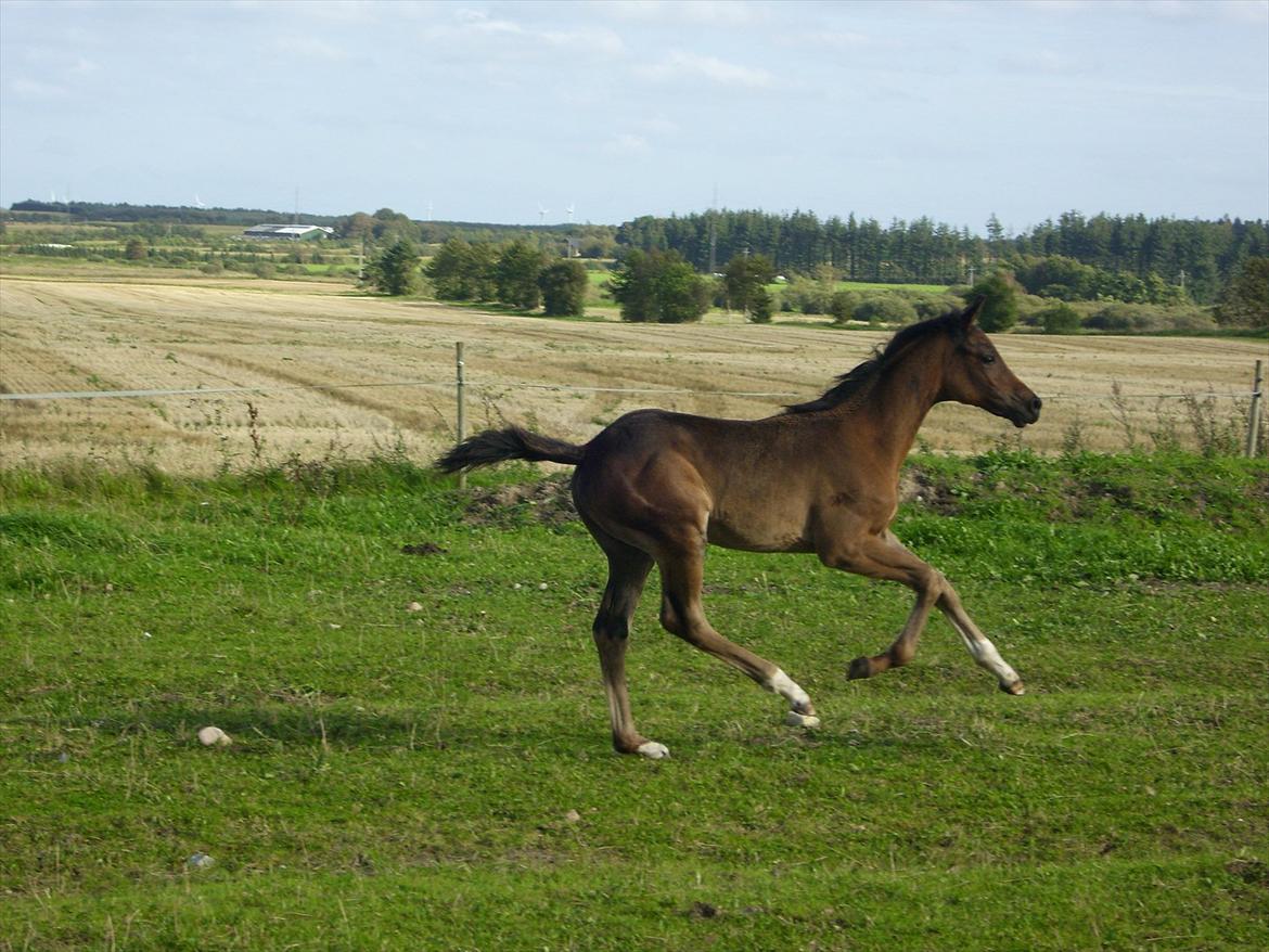Dansk Varmblod Safran L billede 17