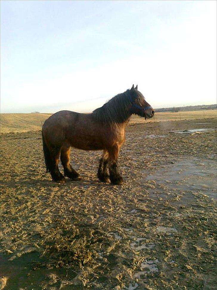 Belgier Odin(Nils Tjer-Rildmoseg) - Smuksakken 16/2-2012 billede 7