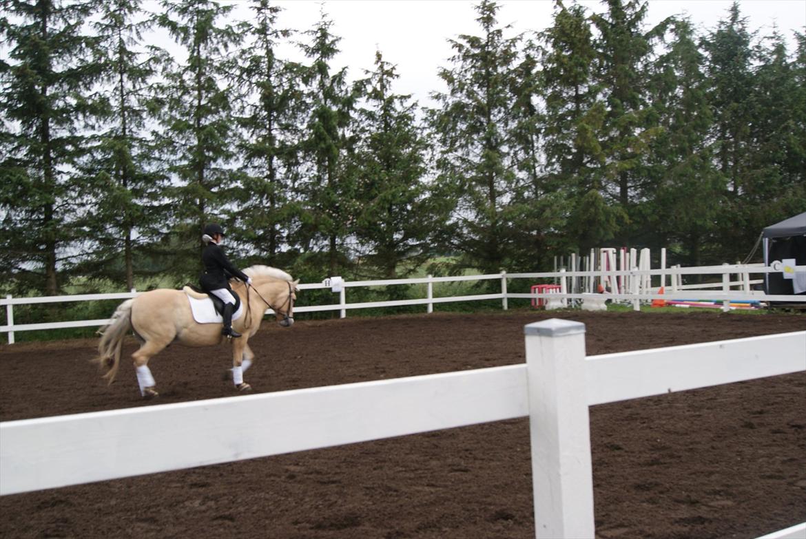 Fjordhest Ras granlygaard (Sofus) RIP <3 billede 20