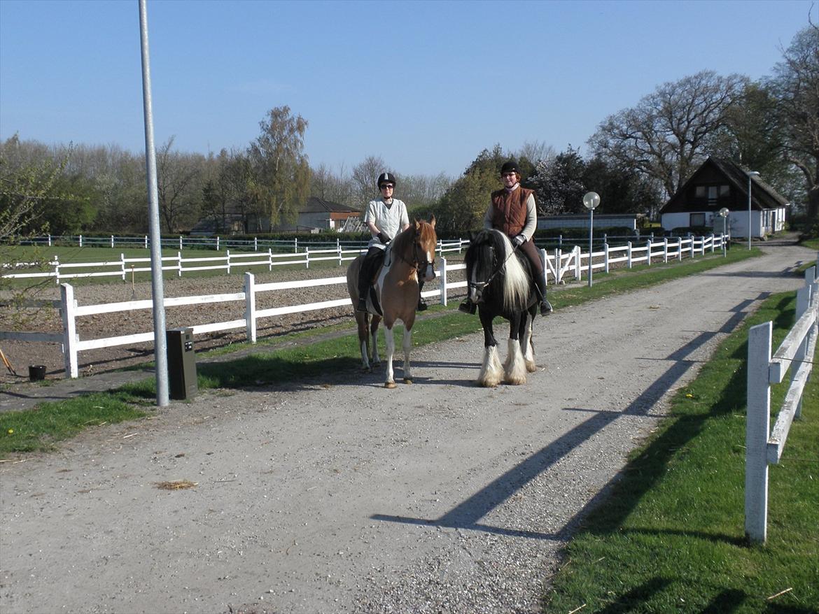 Irish Cob Doneen fan Kilewier billede 6
