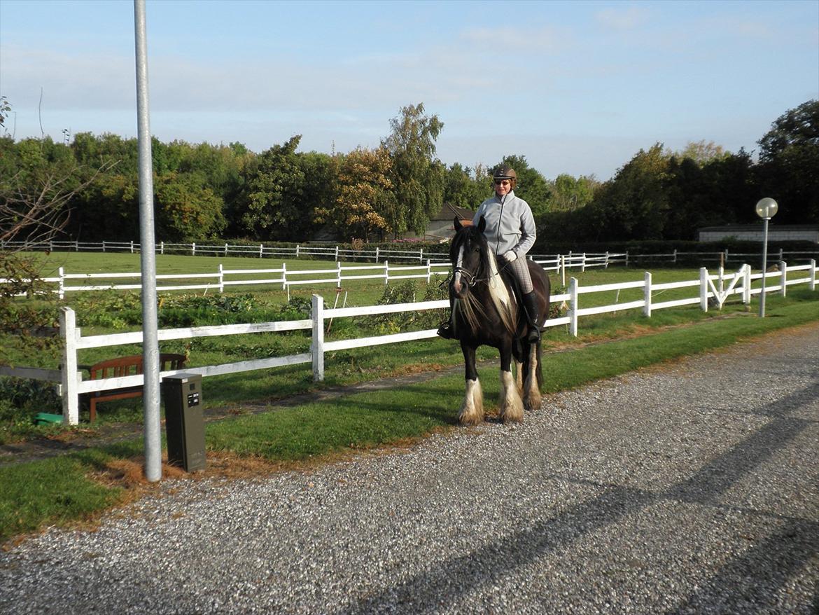 Irish Cob Doneen fan Kilewier billede 7