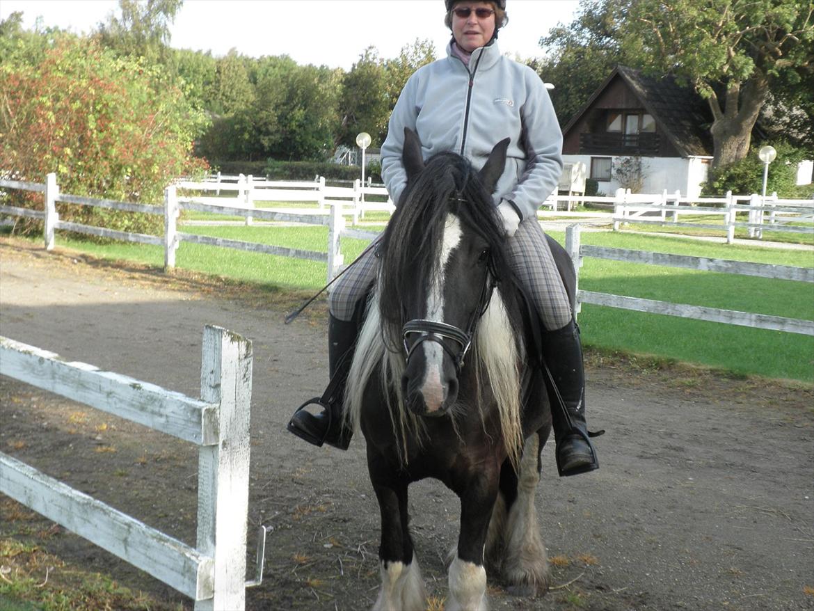 Irish Cob Doneen fan Kilewier billede 8