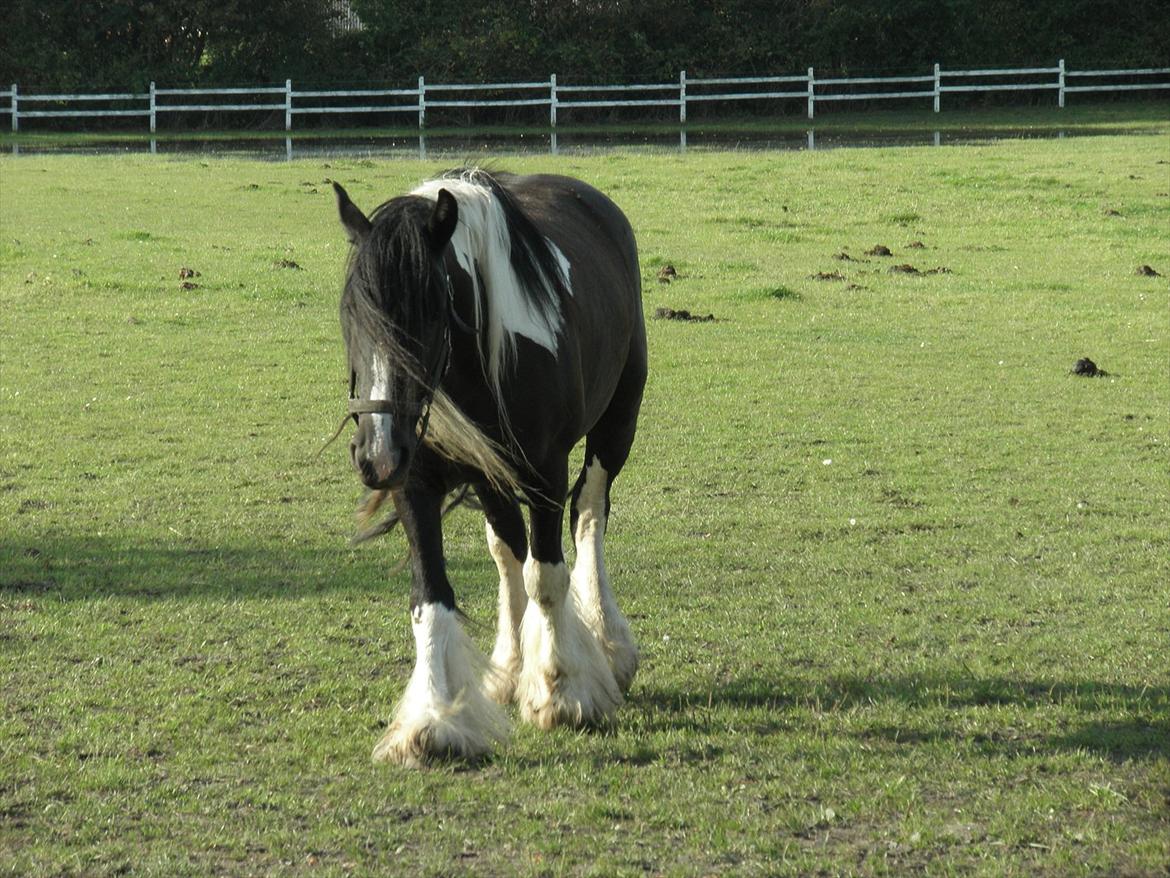 Irish Cob Doneen fan Kilewier billede 9
