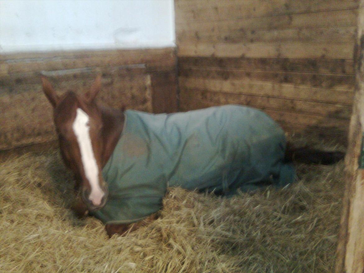 Dansk Varmblod Red Passion - Et af de første billeder jeg tog af Eddie :-) Taget på mobilen, derfor det er så dårlig kvalitet. Foto: mig billede 14