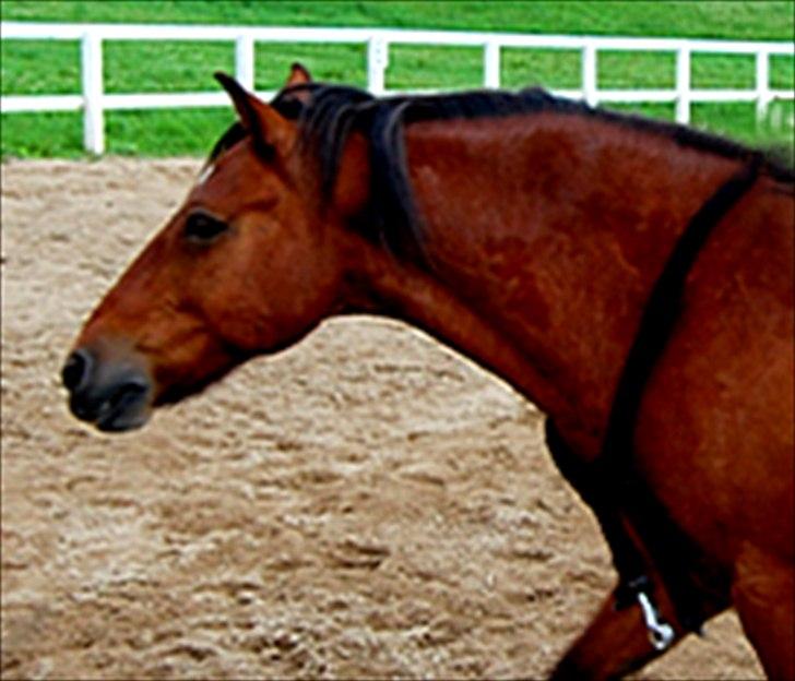 New Forest Prinsen Af Krogsgaard - "Wild horses, I wanna be like you"

Det skal du få lov til, min skat!

_______________________________

Sommeren 2009 billede 15