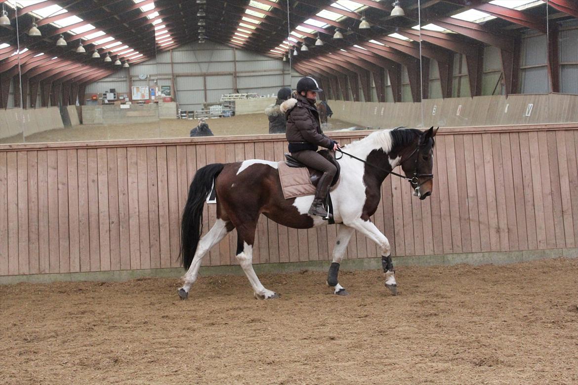 Anden særlig race Spirit Of Sapana billede 2