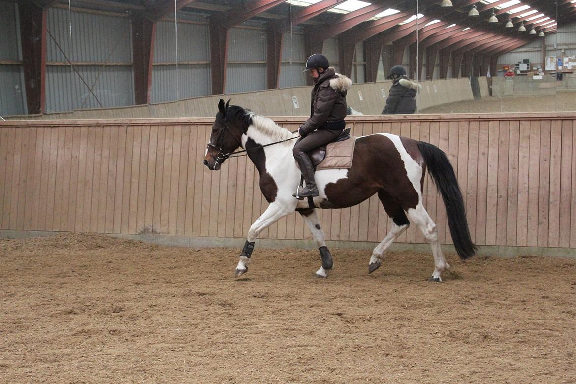 Anden særlig race Spirit Of Sapana billede 12