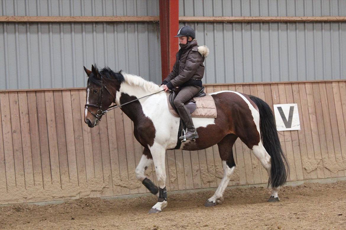 Anden særlig race Spirit Of Sapana billede 14