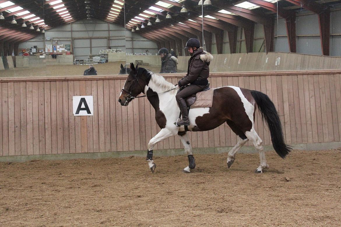Anden særlig race Spirit Of Sapana billede 15