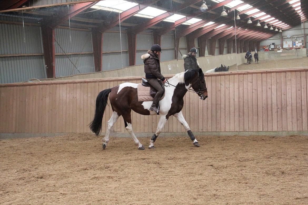 Anden særlig race Spirit Of Sapana billede 16