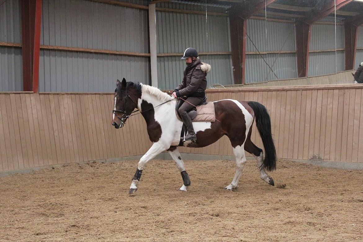 Anden særlig race Spirit Of Sapana billede 17