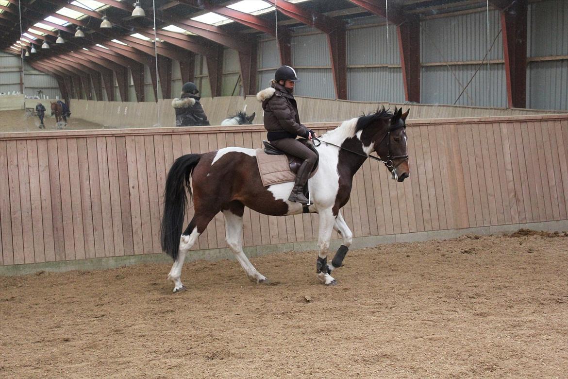 Anden særlig race Spirit Of Sapana billede 18